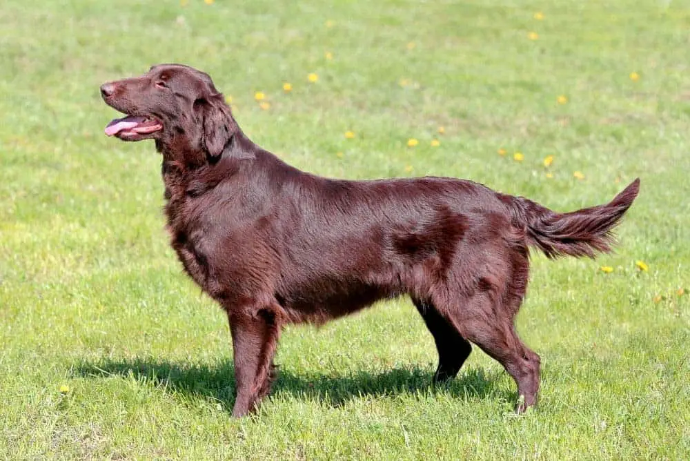 A Flat-Coated Retriever with a liver colored coat.