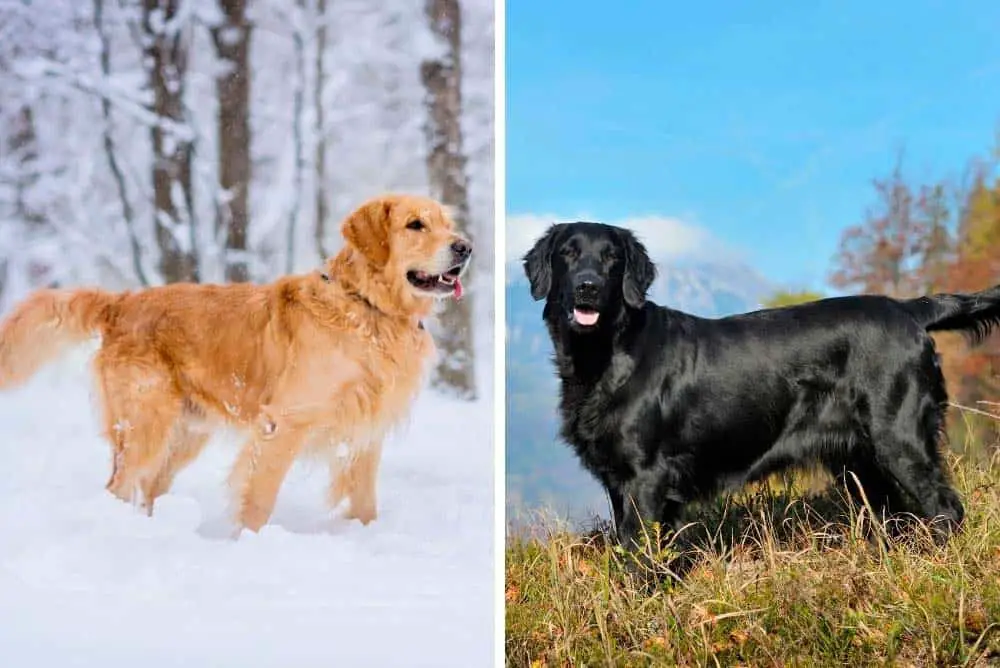 Golden retriever and Flat-Coated retriever