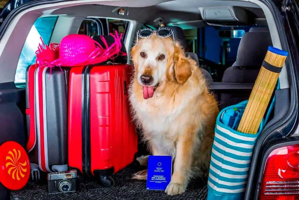 Flying with your golden retriever