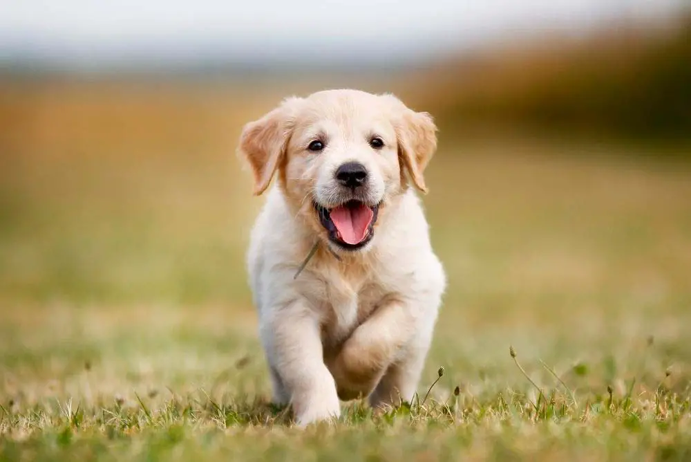Golden retriever puppy running.