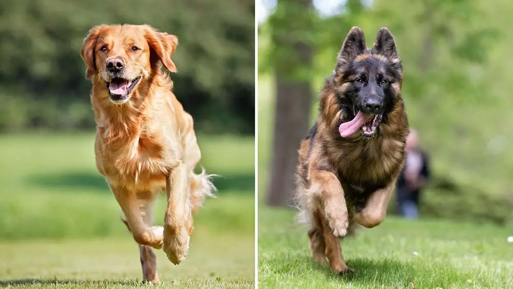 golden ridge farm german shepherds