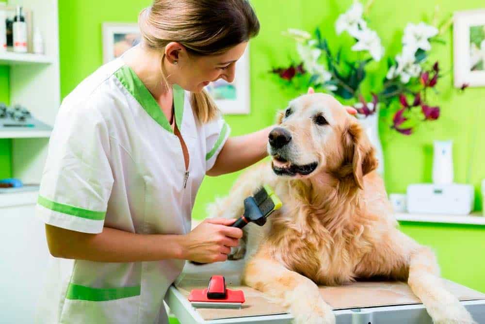 Woman grooming a Golden retriever