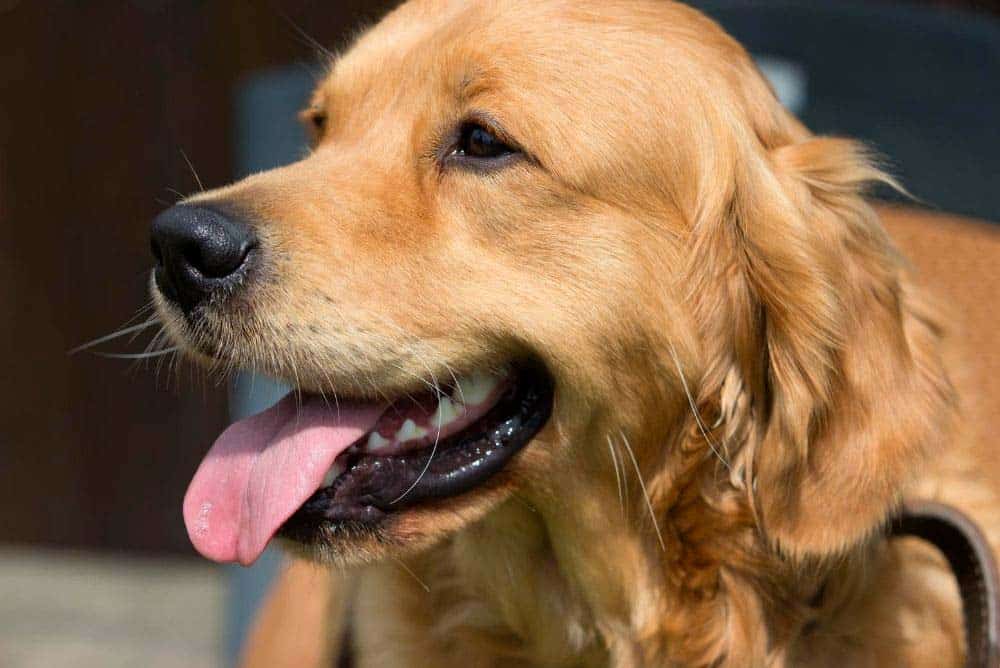 Hot weather and Golden Retrievers