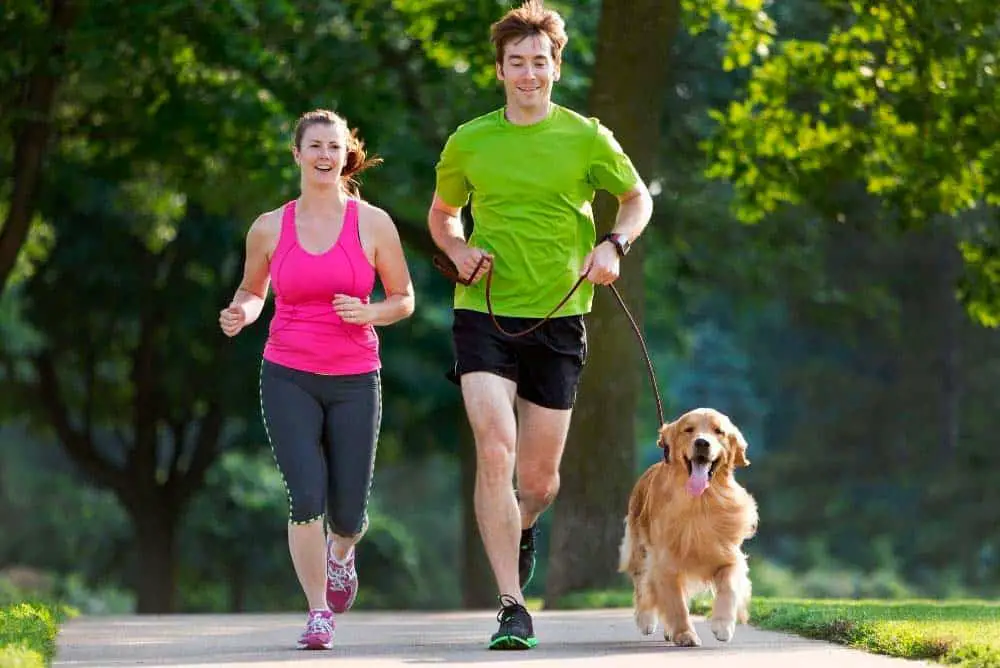 Couple jogging with golden retriever