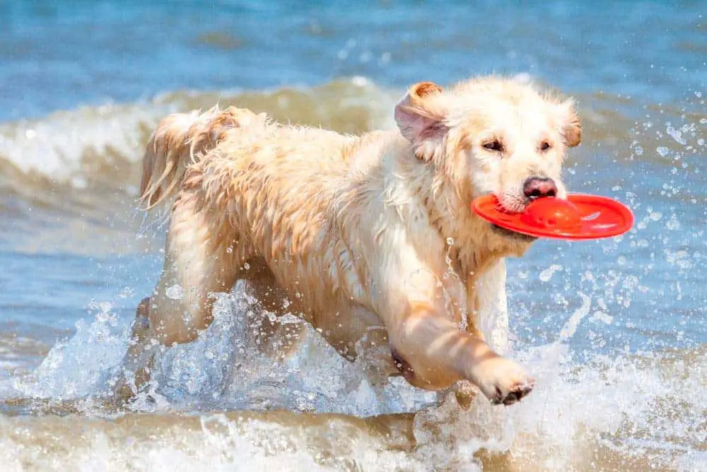 Light coated golden retriever