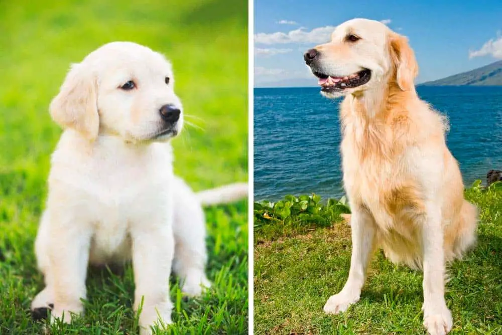 A golden retriever puppy size comparison to an adult golden retriever