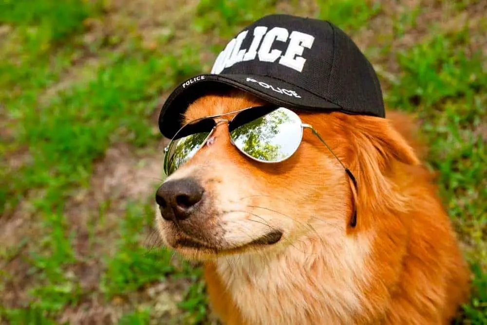 Golden Retriever as a police dog.