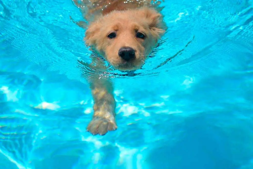 A golden retriever puppy swimming.