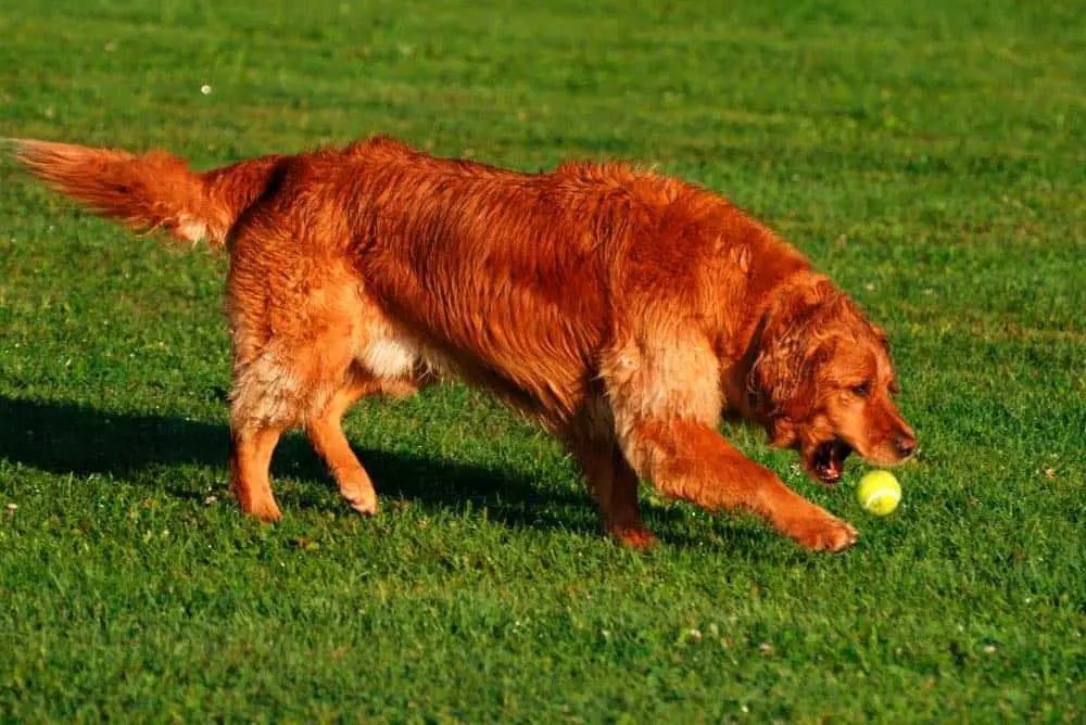 white fire golden retrievers