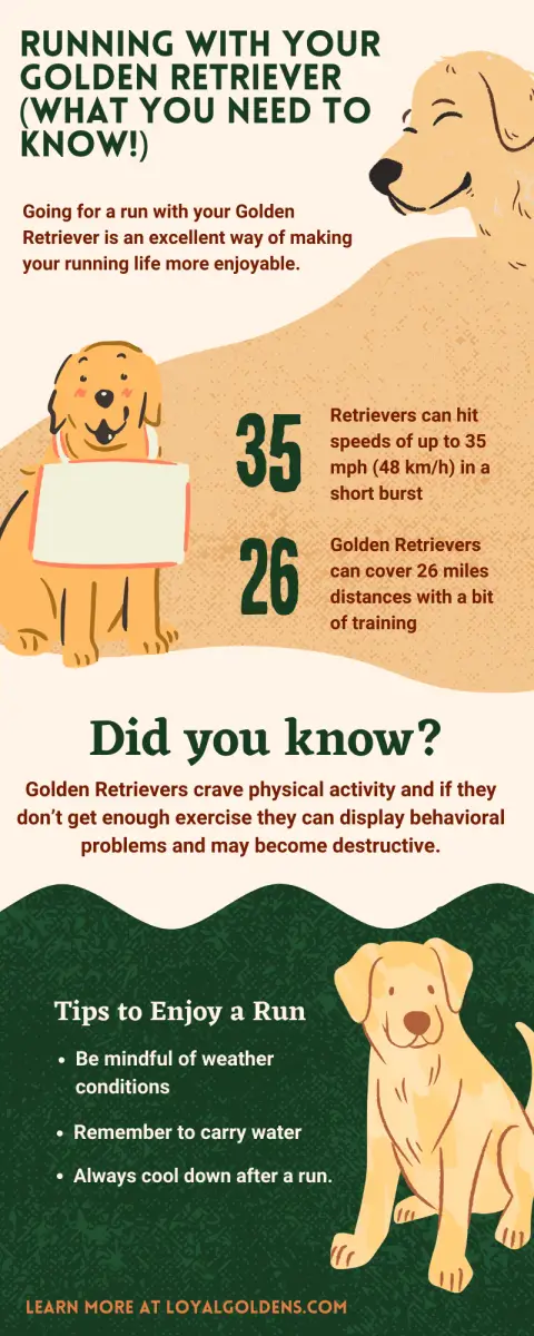 Running With Your Golden Retriever (What You Need to Know!) – Loyal Goldens