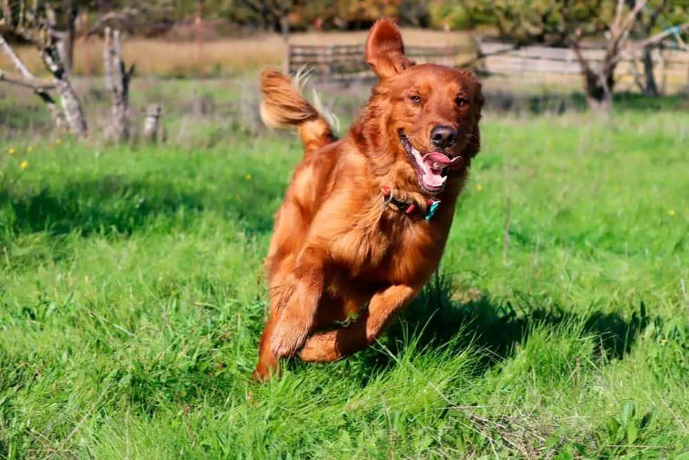 Golden Retriever running