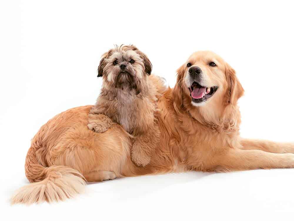 A small dog companion with a Golden Retriever.