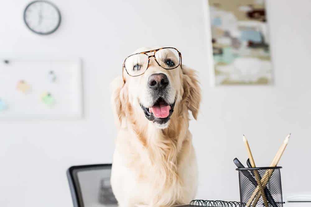 A smart golden retriever wearing glasses and sitting at a desk.