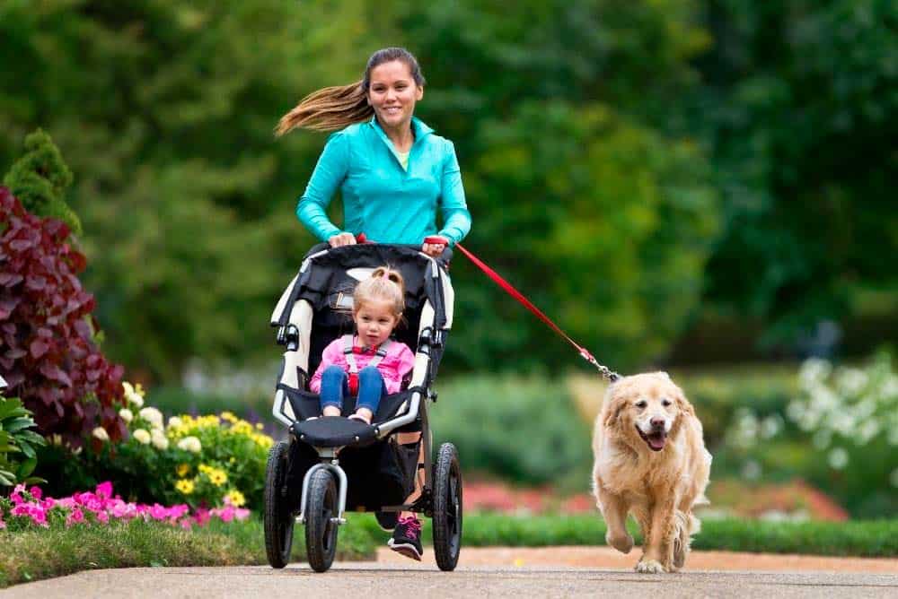 Mother with daughter in stroller jogging with their golden retriever