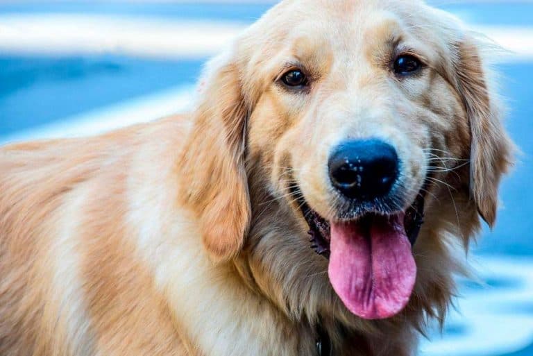 Top 10 do golden retrievers drool a lot You Need To Know