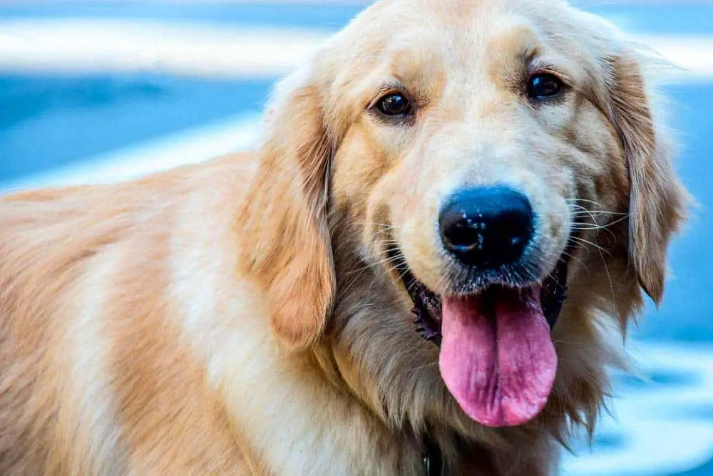 Golden retriever drooling with tongue out.