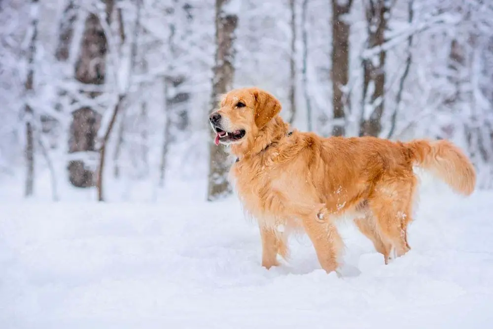 Traditional colored golden retriever