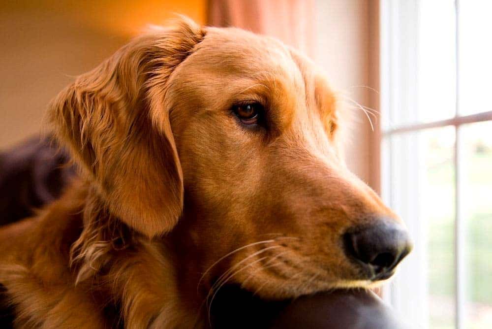 Golden retriever looking out a window at home.