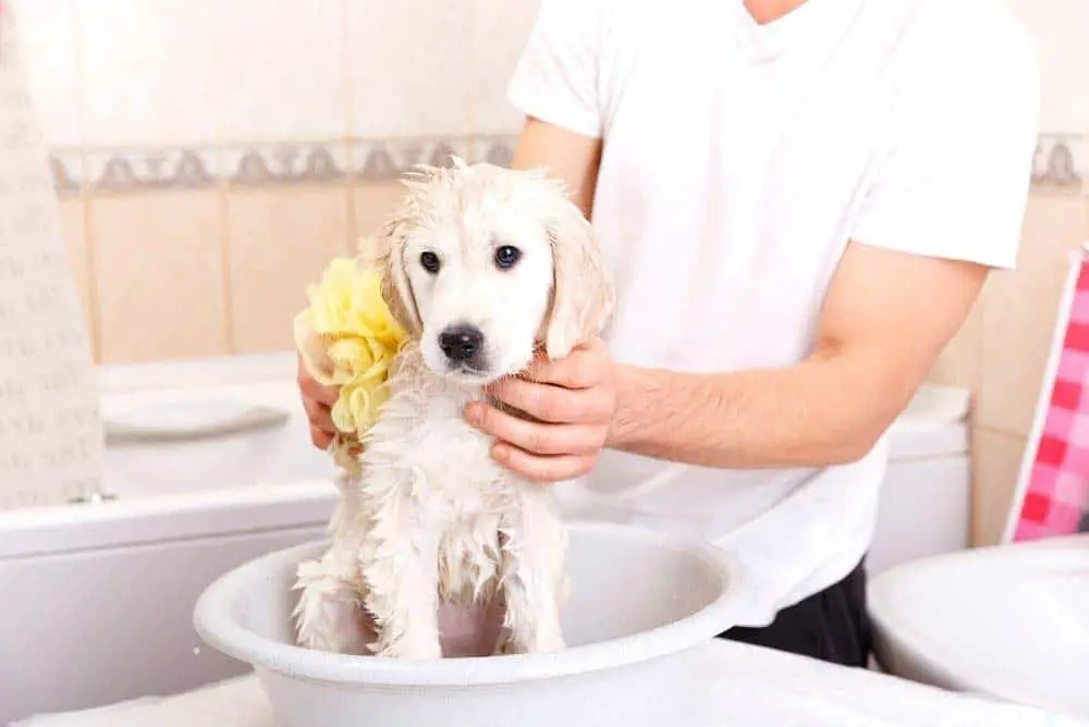 Giving a golden retriever puppy a bath.