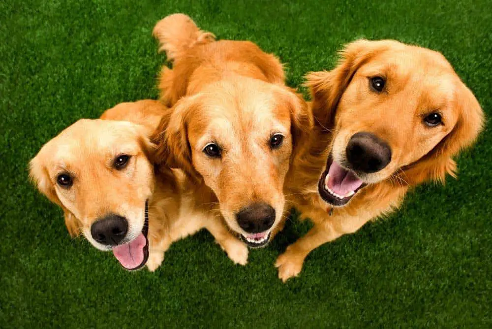 is golden retriever a good family dog