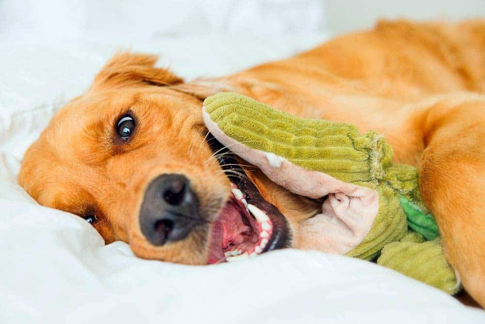 A golden retriever with his favorite toy!