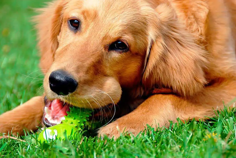 Adult golden retriever chewing on dental bone.