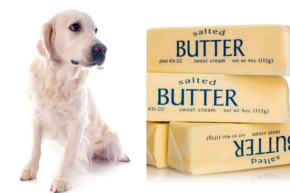 Golden Retriever ate a stick of butter.