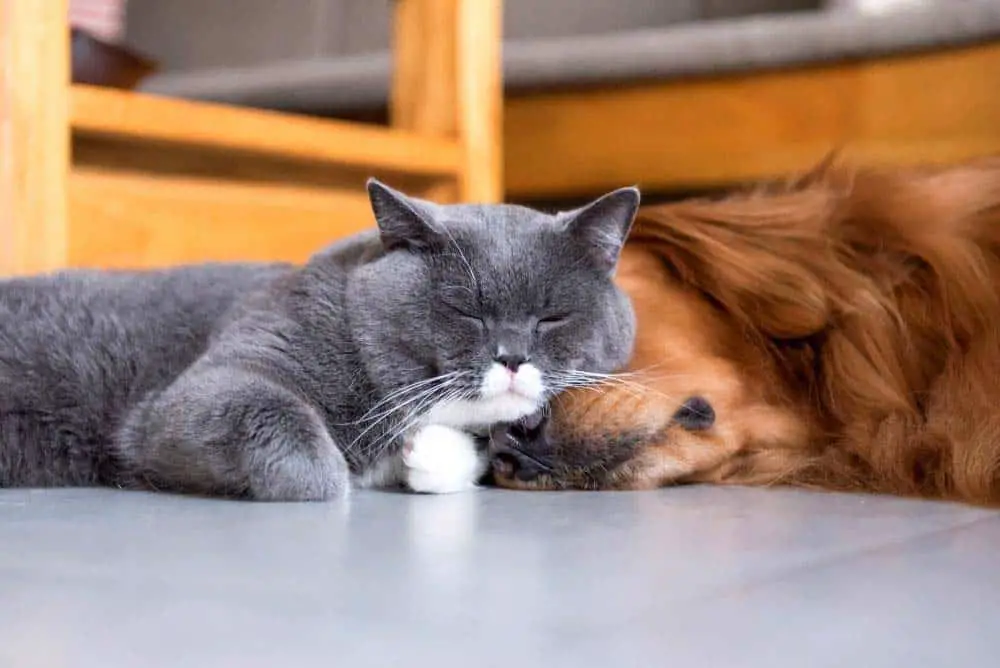 Golden retrievers get along well with other animals in your household, such as cats.