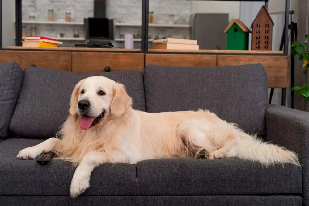 Golden retriever on the couch.