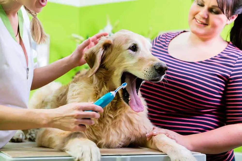 Golden retriever getting his teeth brushed.