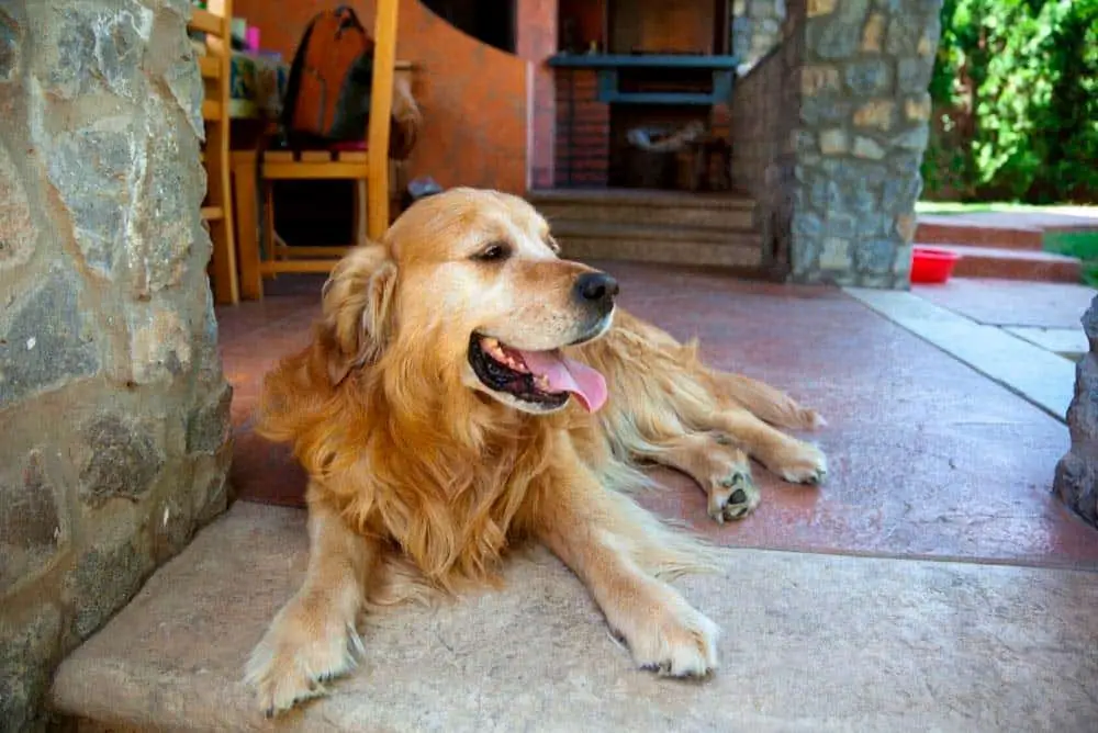 Golden retriever in a house.