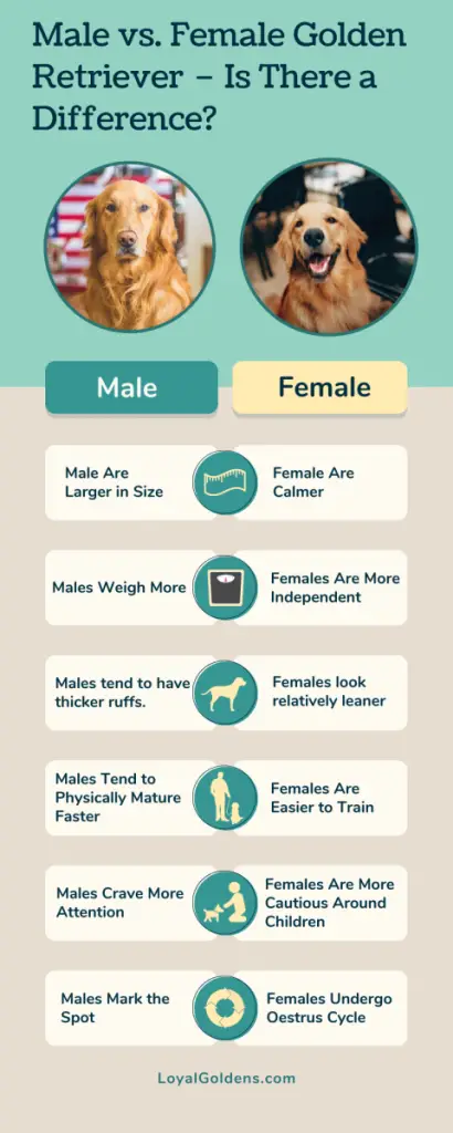 Male vs Female Golden Retriever