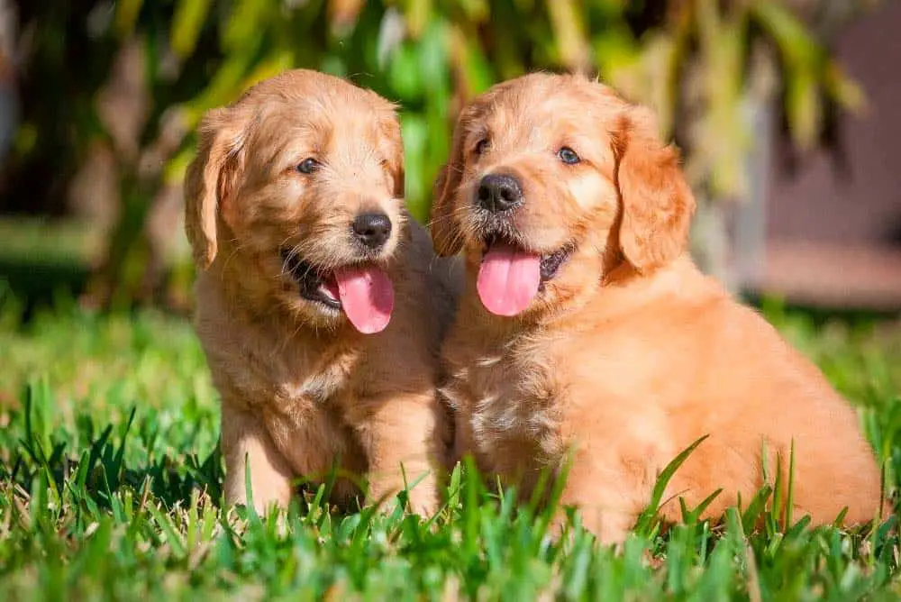 Male and female golden retriever puppies.