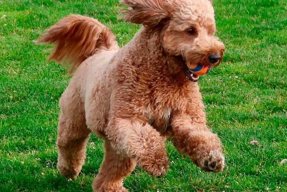 Mini Goldendoodle running with a ball in his mouth.