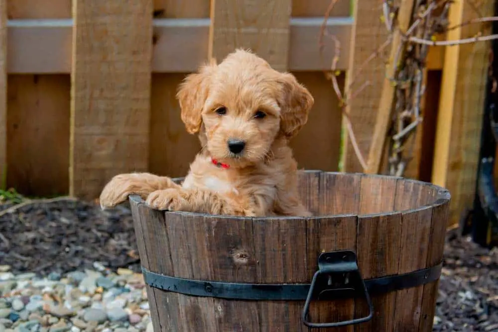 A Mini Goldendoodle puppy taking a bath.