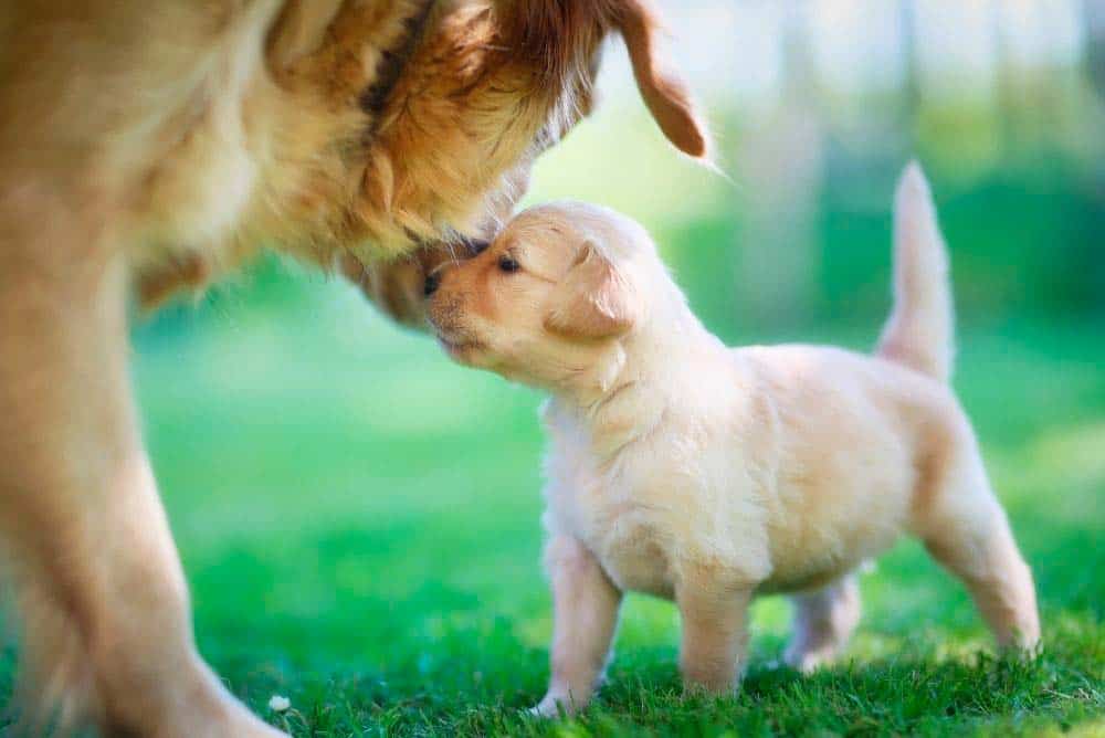 Golden retriever mother and puppy.