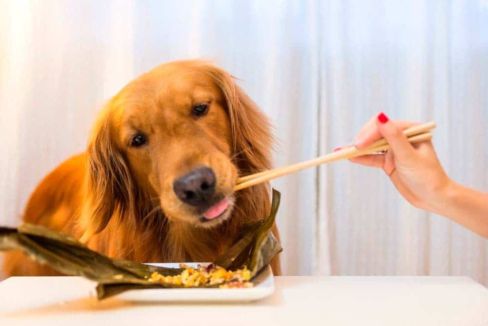 Golden Retriever eating people food.