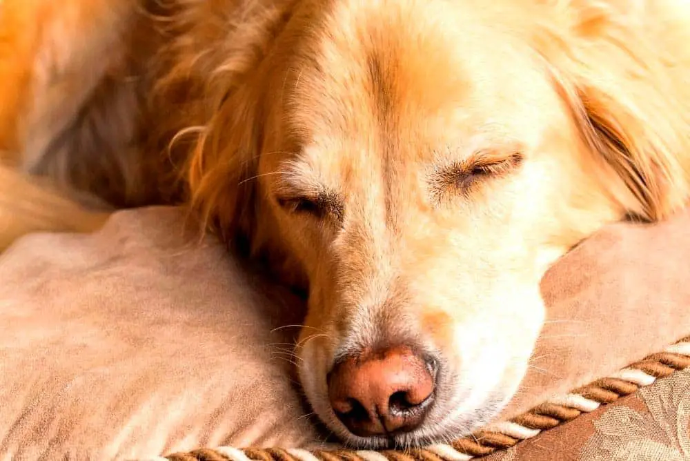 Golden Retriever asleep and snoring