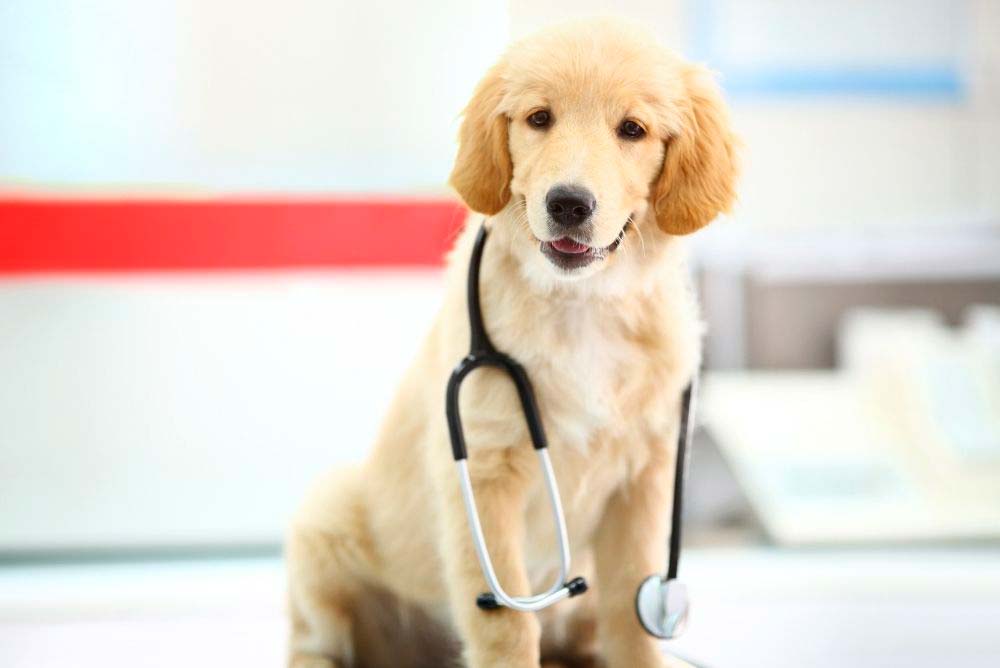 Golden retriever at the vet.