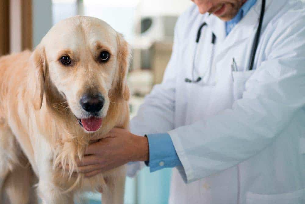 Pregnant golden retriever at the veterinarian.