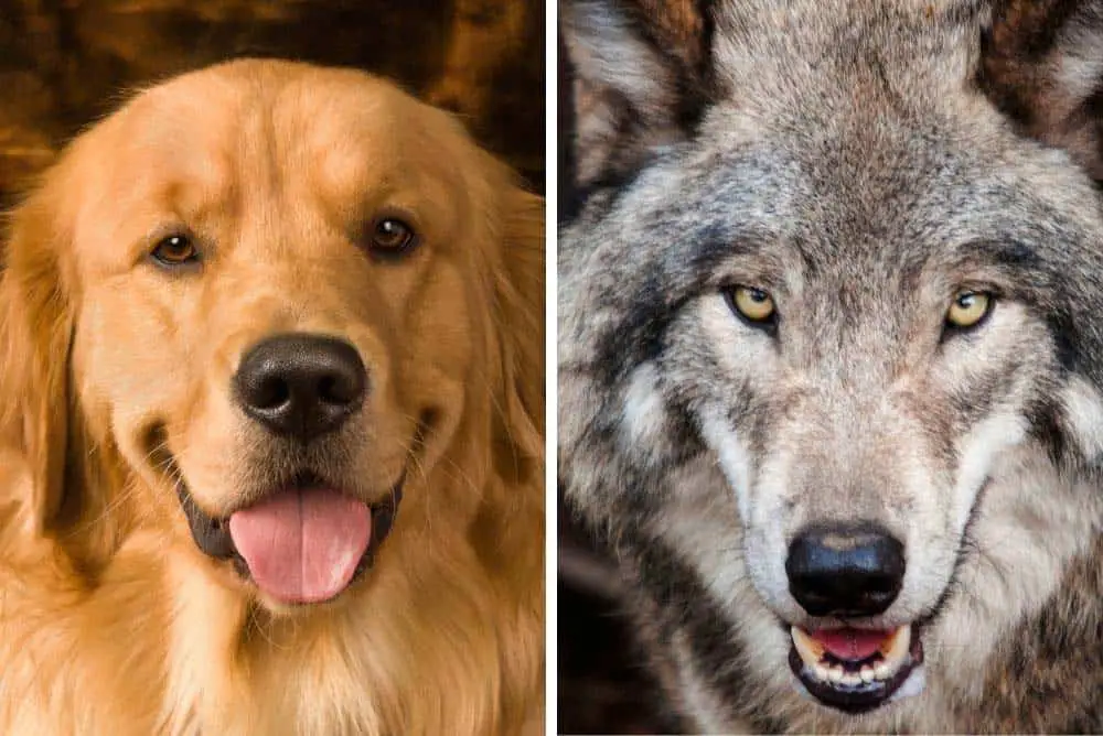 are all dog breeds descendants of wolves