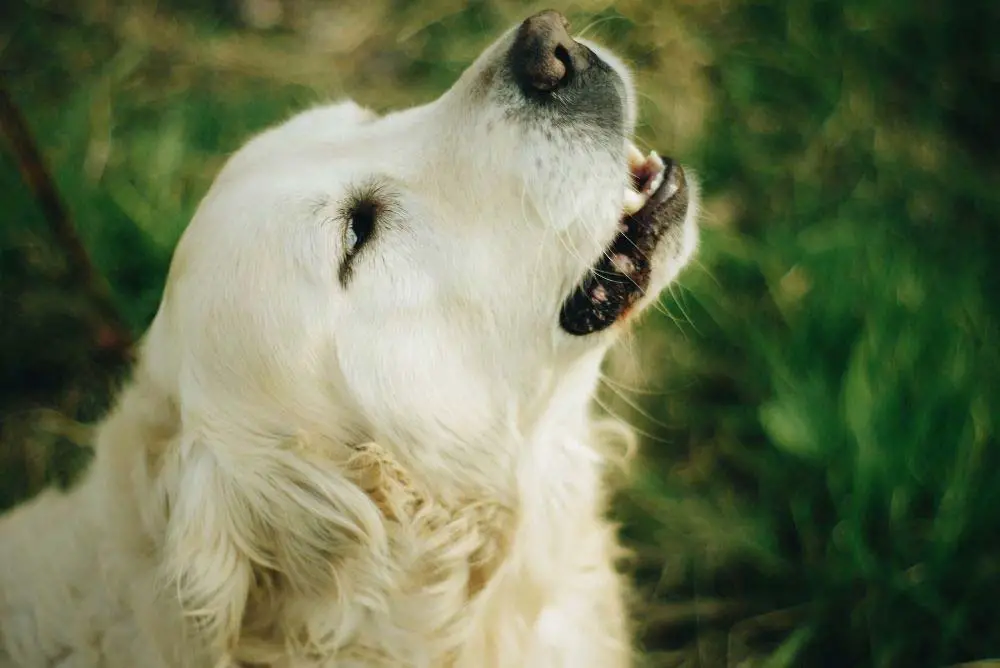 A barking Golden Retriever.