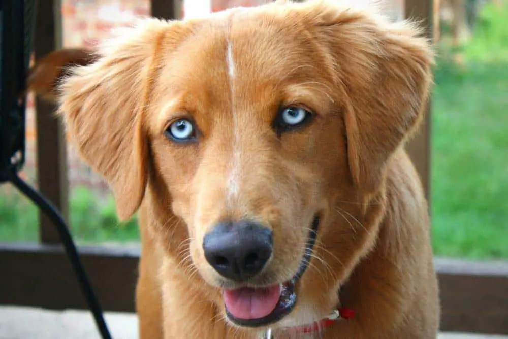 A blue eyed Golden Retriever.