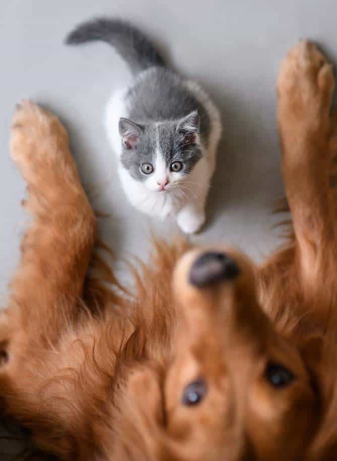 Golden Retriever and kitten.