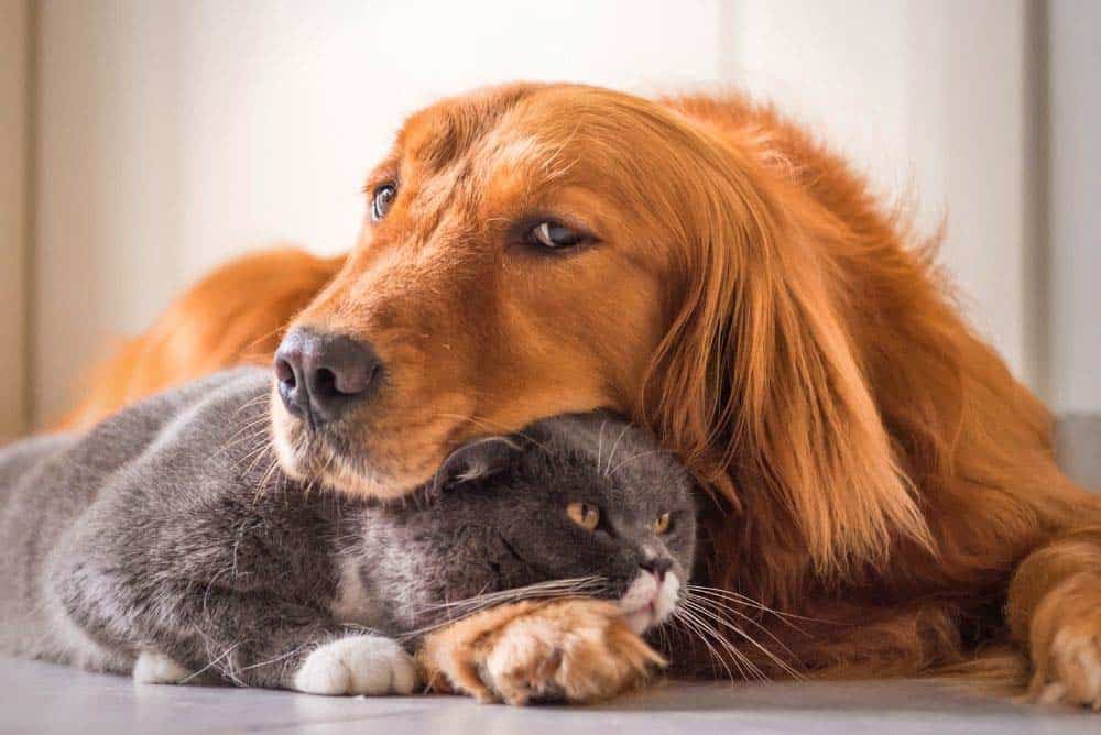 A golden retriever and his cat.