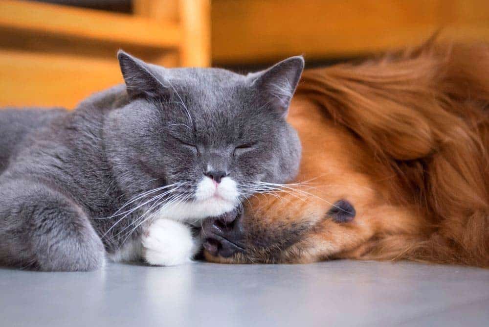 A kitty cat laying on a golden retriever.