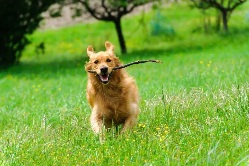 Think of your favorite memories of your Golden Retriever.