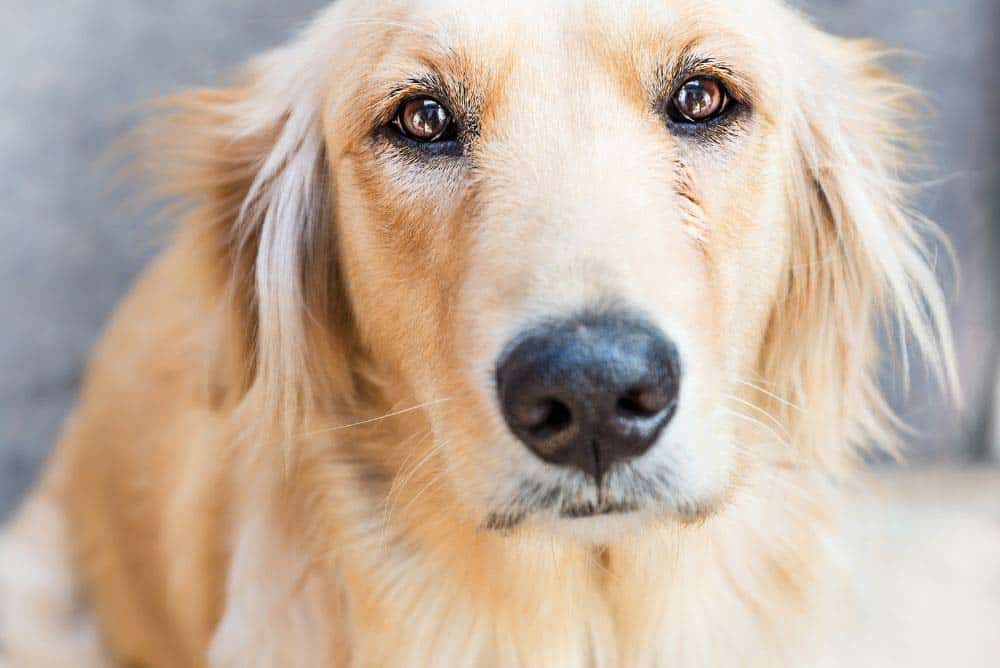 Elderly golden retriever