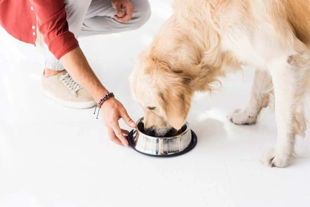 Here's how much you should feed your Golden Retriever.
