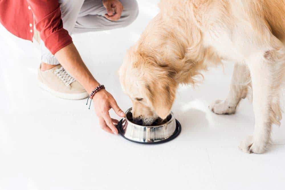 how many times a day should i feed my golden retriever